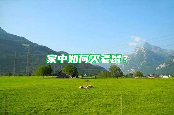 家中如何滅老鼠？