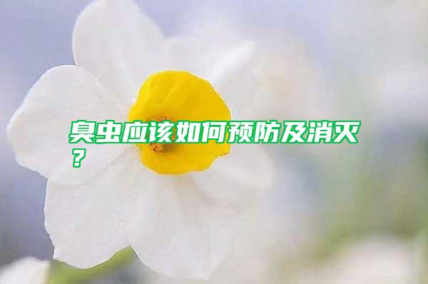 臭蟲應(yīng)該如何預(yù)防及消滅？