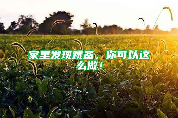 家里發(fā)現(xiàn)跳蚤，你可以這么做！