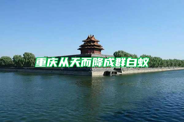 重慶從天而降成群白蟻