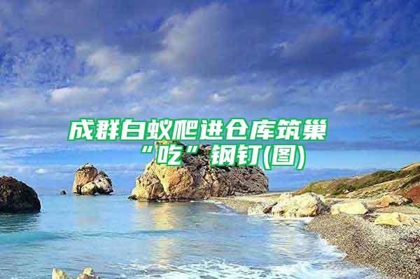 成群白蟻爬進(jìn)倉庫筑巢“吃”鋼釘(圖)
