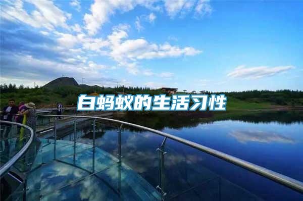 白螞蟻的生活習性