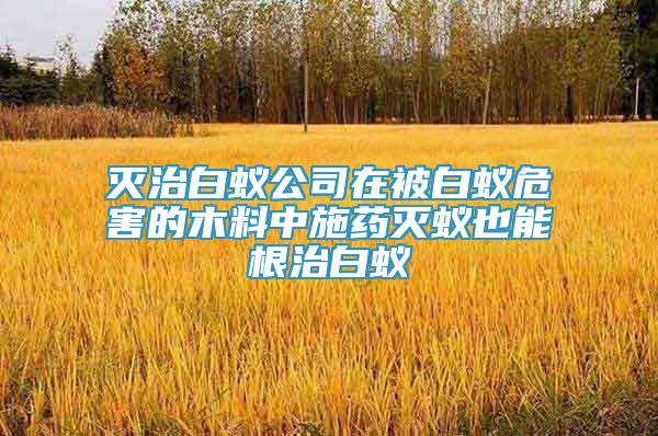 滅治白蟻公司在被白蟻危害的木料中施藥滅蟻也能根治白蟻