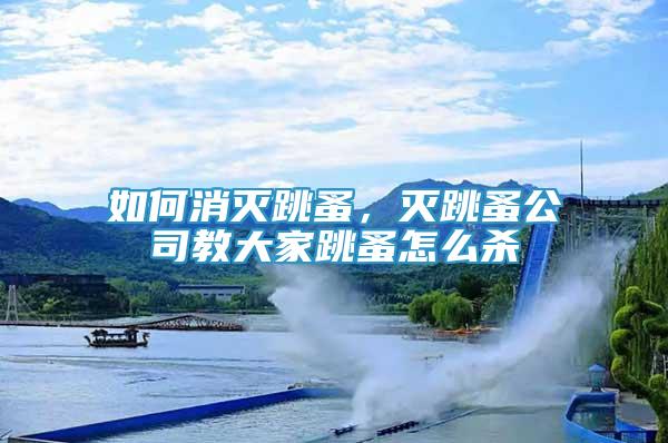 如何消滅跳蚤，滅跳蚤公司教大家跳蚤怎么殺
