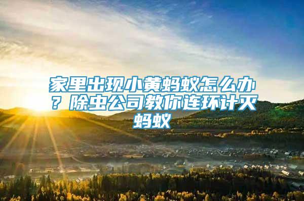 家里出現(xiàn)小黃螞蟻怎么辦？除蟲公司教你連環(huán)計(jì)滅螞蟻