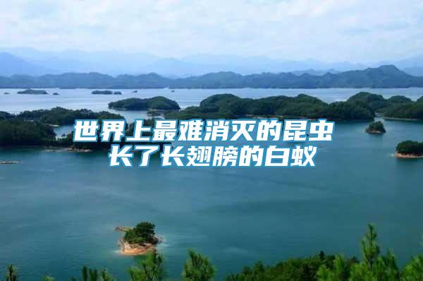 世界上最難消滅的昆蟲 長了長翅膀的白蟻