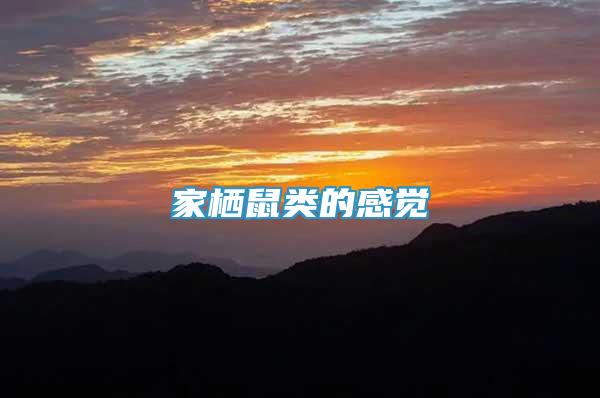 家棲鼠類的感覺(jué)