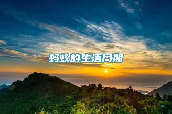 螞蟻的生活周期