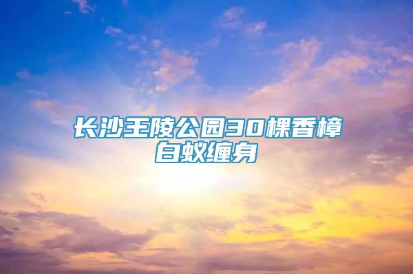 長沙王陵公園30棵香樟白蟻纏身