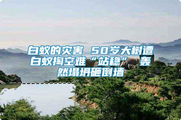 白蟻的災害 50歲大樹遭白蟻掏空難“站穩(wěn)” 轟然塌坍砸倒墻