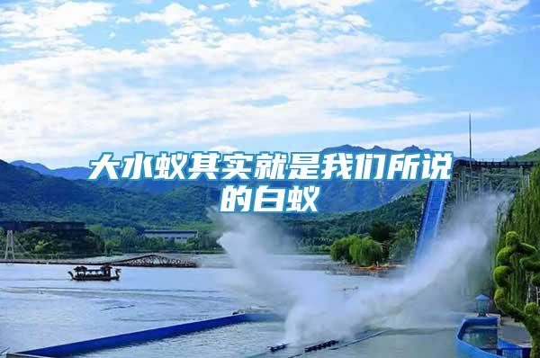大水蟻其實(shí)就是我們所說(shuō)的白蟻