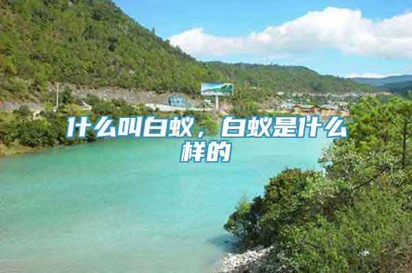 什么叫白蟻，白蟻是什么樣的