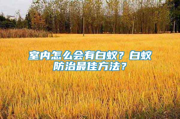 室內(nèi)怎么會(huì)有白蟻？白蟻防治最佳方法？