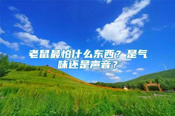 老鼠最怕什么東西？是氣味還是聲音？