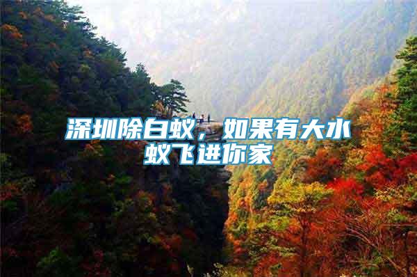 深圳除白蟻，如果有大水蟻飛進你家