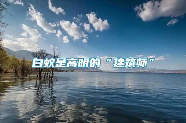 白蟻是高明的“建筑師”