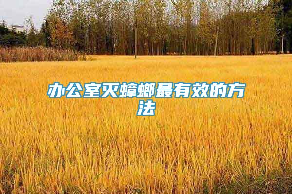 辦公室滅蟑螂最有效的方法