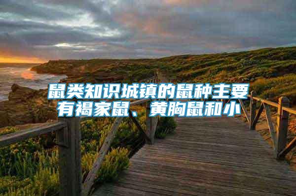 鼠類知識城鎮(zhèn)的鼠種主要有褐家鼠、黃胸鼠和小