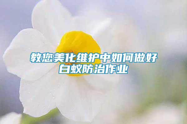 教您美化維護(hù)中如何做好白蟻防治作業(yè)