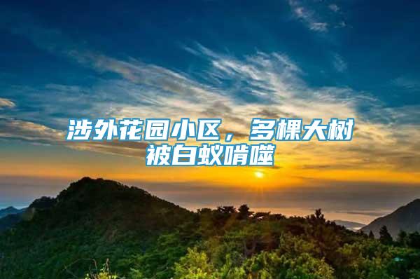 涉外花園小區(qū)，多棵大樹被白蟻啃噬