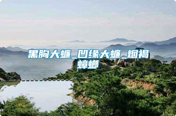 黑胸大蠊_凹緣大蠊_煙褐蟑螂