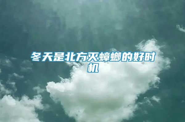 冬天是北方滅蟑螂的好時機