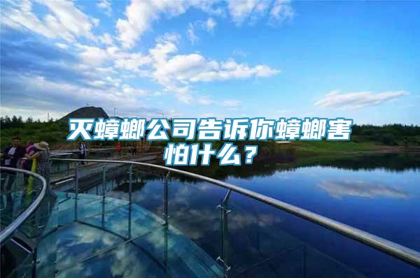 滅蟑螂公司告訴你蟑螂害怕什么？