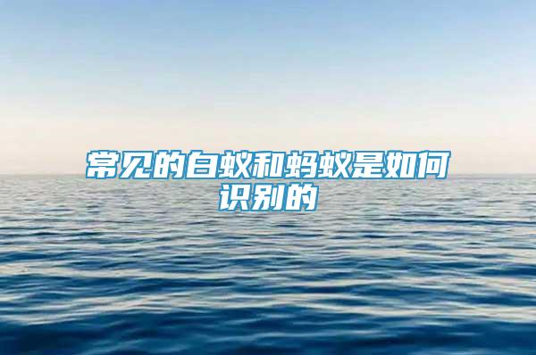 常見的白蟻和螞蟻是如何識別的