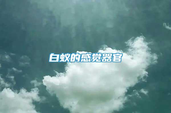 白蟻的感覺器官