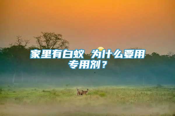 家里有白蟻 為什么要用專用劑？