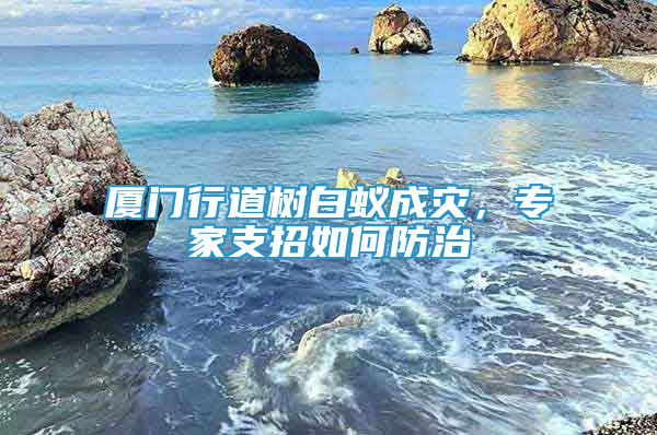 廈門行道樹白蟻成災(zāi)，專家支招如何防治